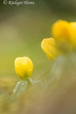 Eranthis hyemalis (Winterling)