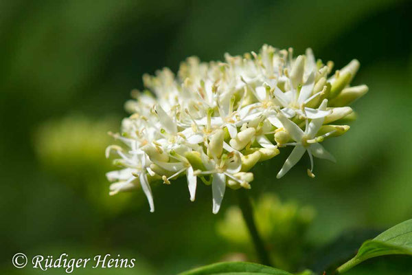 Cornus sanguinea (Roter Hartriegel), 2.6.2020