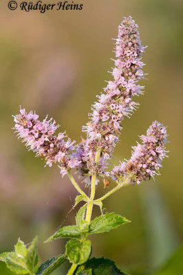 Mentha longifolia (Rossminze), 30.8.2019