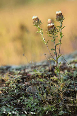Carlina vulgaris (Golddistel)