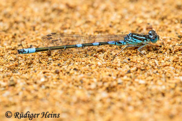 Coenagrion scitulum (Gabel-Azurjungfer) Männchen, 21.5.2013