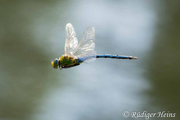 Anax imperator, Große Königslibelle, Männchen