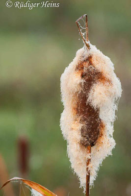 Typha latifolia (Breitblättriger Rohrkolben), 2.10.2011