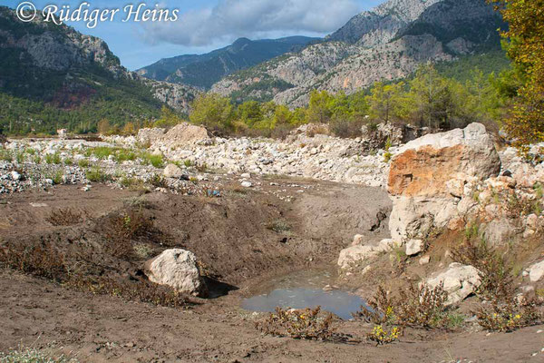 Orthetrum chrysostigma (Rahmstreif-Blaupfeil) Habitat in der Türkei, 24.10.2007