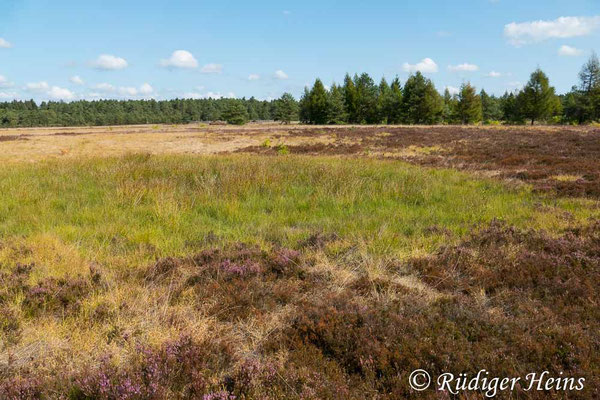 Conocephalus dorsalis (Kurzflügelige Schwertschrecke) Habitat, 2.9.2018