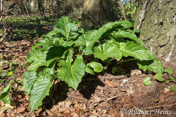 Arum maculatum (Gefleckter Aronstab), 20.4.2021