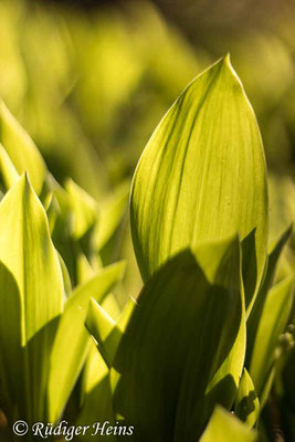 Convallaria majalis (Maiglöckchen), 5.5.2020