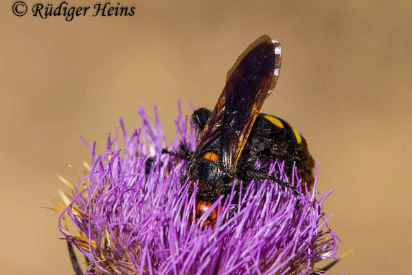 Megascolia maculata (Gelbköpfige Dolchwespe), 24.5.2024