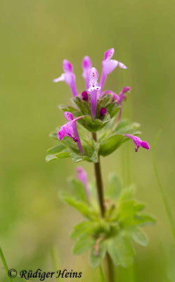  Lamium amplexicaule (Stängelumfassende Taubnessel), 4.5.2019