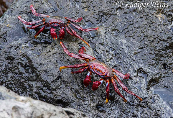 Rote Felsenkrabbe, Grapsus adscensionis