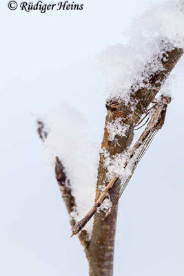 Gemeine Winterlibelle (Sympecma fusca) Weibchen, 11.3.2023 - Makroobjektiv 180mm f/3.5