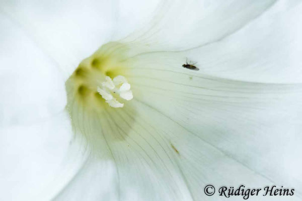 Echte Zaunwinde (Calystegia sepium), 25.7.2023 - Makroobjektiv 180mm f/3.5