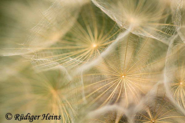 Tragopogon pratensis (Wiesen-Bocksbart)