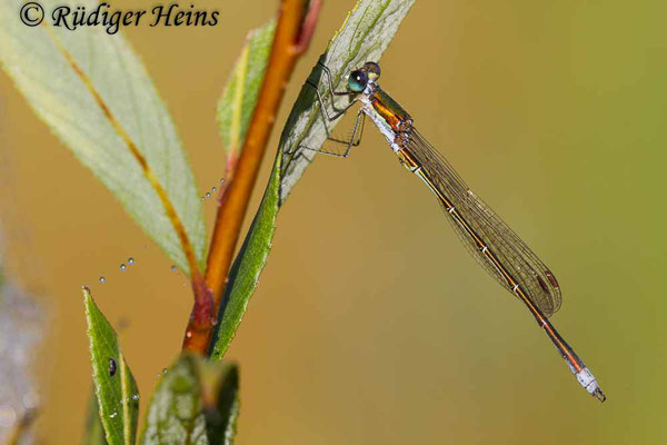 Lestes virens (Kleine Binsenjungfer) Männchen, 6.9.2016