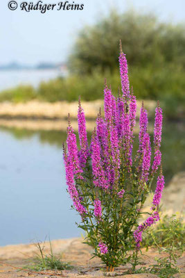 Lythrum salicaria (Gewöhnlicher Blutweiderich), 20.8.2024