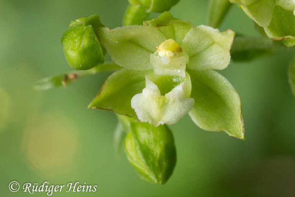 Epipactis helleborine (Breitblättrige Stendelwurz), 10.8.2013