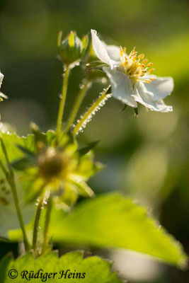 Fragaria vesca (Wald-Erdbeere), 8.5.2016