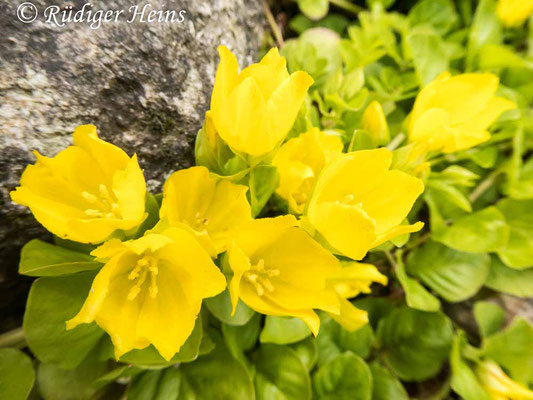 Lysimachia nummularia (Pfennigkraut), 13.6.2020