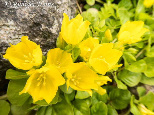 Lysimachia nummularia (Pfennigkraut)