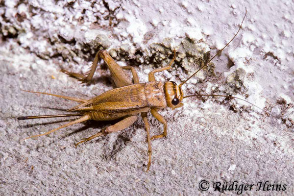 Acheta domesticus (Heimchen) Weibchen, 18.1.1988 (Scan vom Dia)