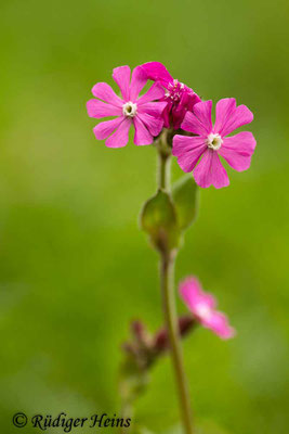 Silene dioica (Rote Lichtnelke), 29.5.2019