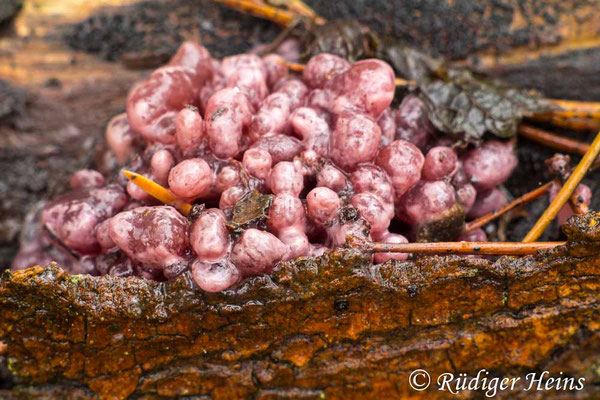 Ascocoryne sarcoides (Fleischroter Gallertbecher), 31.12.2017