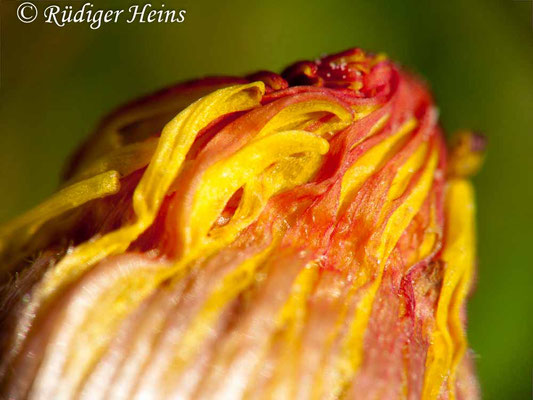 Sonchus asper (Raue Gänsedistel), 20.9.2009