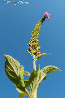Roter Fingerhut (Digitalis purpurea), 25.6.2024 - Panasonic DMC-FZ 1000