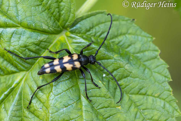 Leptura quadrifasciata (Vierbindiger Schmalbock), 4.7.2025