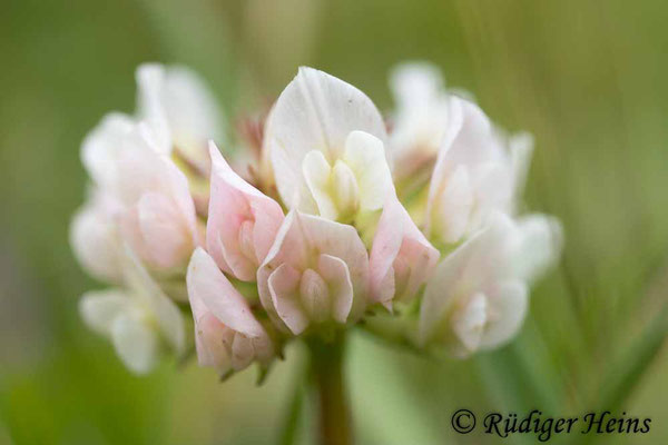 Trifolium repens (Weißklee), 23.6.2022