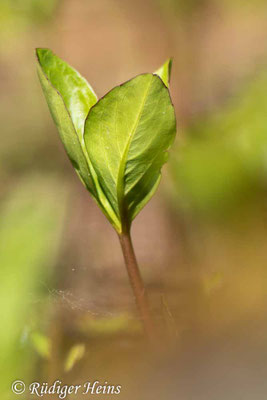 Menyanthes trifoliata (Fieberklee)