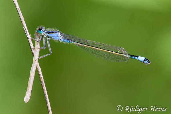 Ischnura elegans (Große Pechlibelle) Weibchen, 11.5.2008