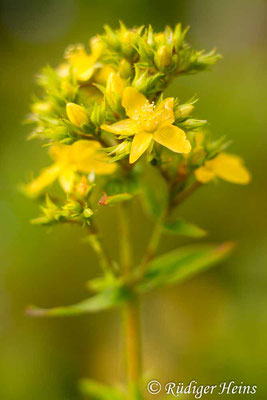 Hypericum tetrapterum (Geflügeltes Johanniskraut), 9.7.2017