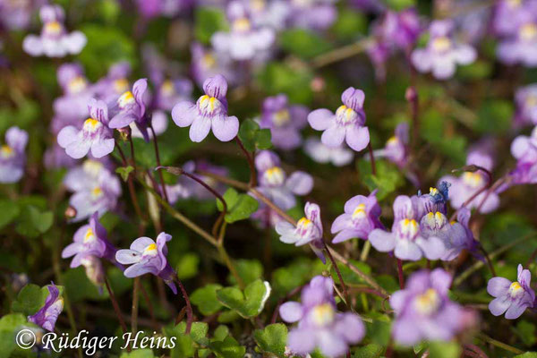 Cymbalaria muralis (Zimbelkraut), 22.5.2016