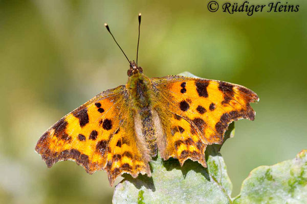 Polygonia c-album (C-Falter), 22.7.2012