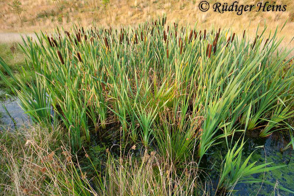 Typha latifolia (Breitblättriger Rohrkolben), 26.7.2008