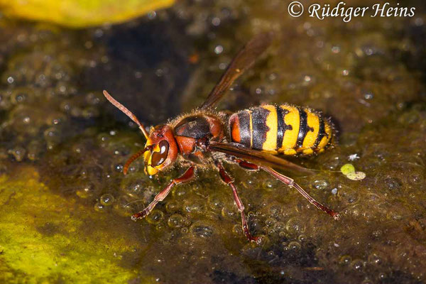 Vespa crabro (Hornisse), 23.8.2022