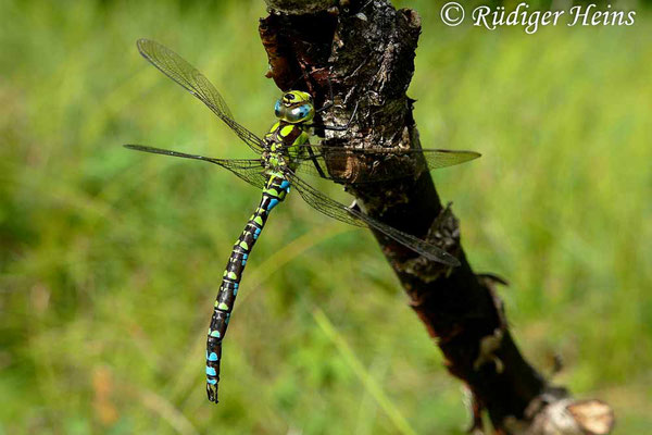 Aeshna cyanea (Blaugrüne Mosaikjungfer) Männchen, 8.9.2018 (Standbild aus 4K-Video)