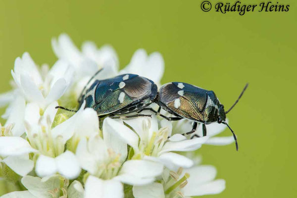 Eurydema oleracea (Kohlwanze)