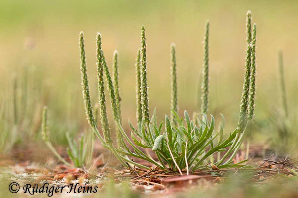 Plantago coronopus (Krähenfuß-Wegerich), 5.5.2019