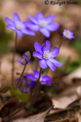 Hepatica nobilis (Leberblümchen), 31.3.2017