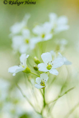 Cardamine amara (Bitteres Schaumkraut), 12.5.2019