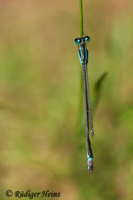 Ischnura elegans (Große Pechlibelle) Männchen, 25.6.2019