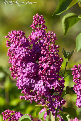 Syringa vulgaris (Gemeiner Flieder), 14.5.2016