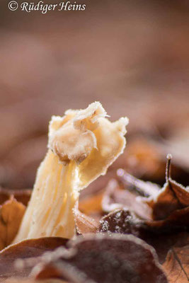 Helvella crispa (Herbst-Lorchel), 26.12.2020