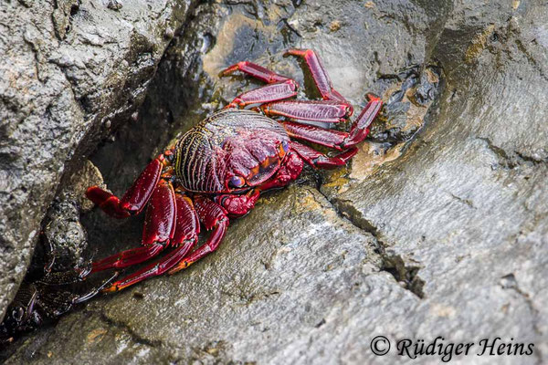 Rote Felsenkrabbe, Grapsus adscensionis
