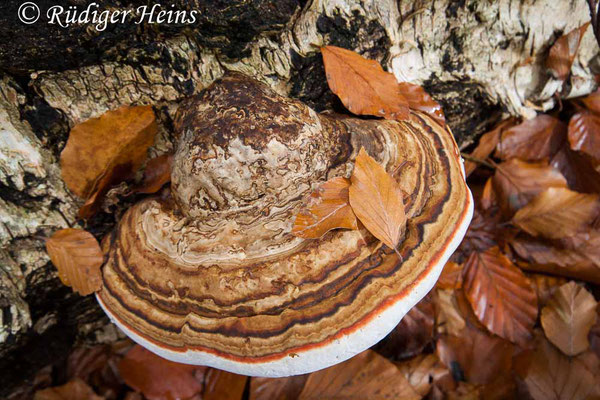 Fomes fomentarius (Zunderschwamm), 2.11.2008