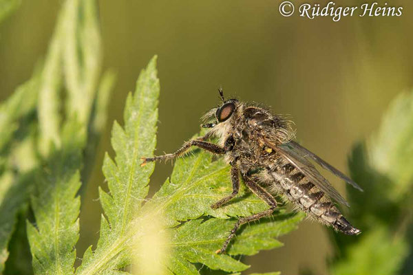 Dysmachus trigonus (Säbel-Raubfliege) Weibchen