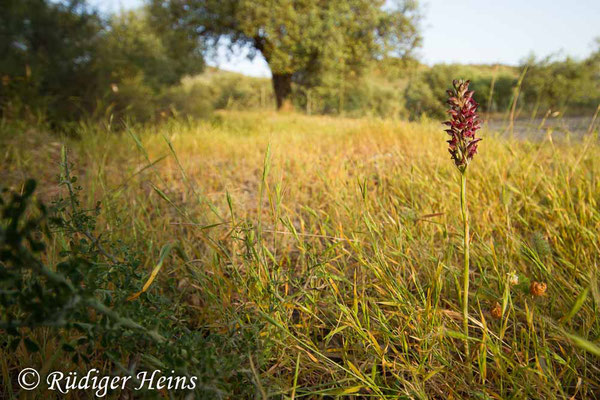 Anacamptis fragans (Wohlriechendes Knabenkraut) im Habitat, 17.5.2015