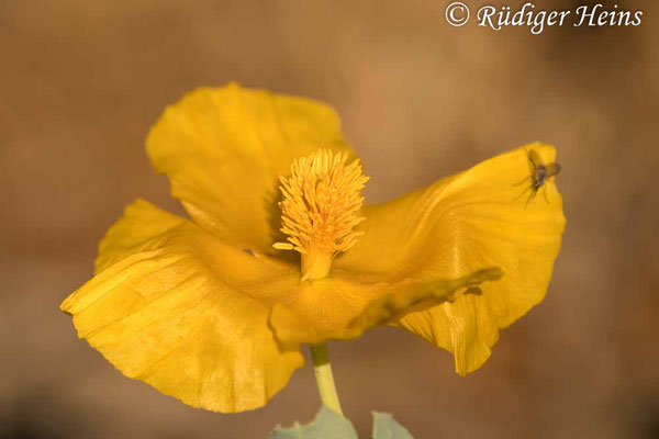 Glaucium flavum (Gelber Hornmohn), 17.5.2022